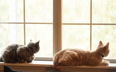 Want to Hide your Litter Box?