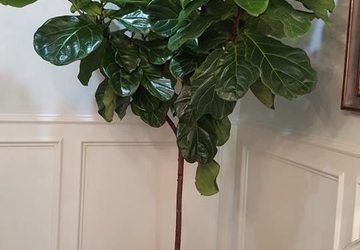 The Best Indoor Trees for Your Home