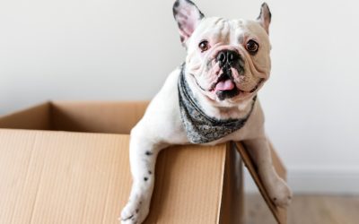 Pet Friendly Flooring Options