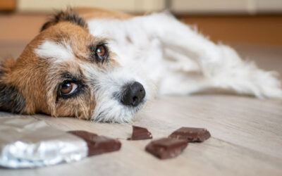 Major Household Dangers for Cats and Dogs