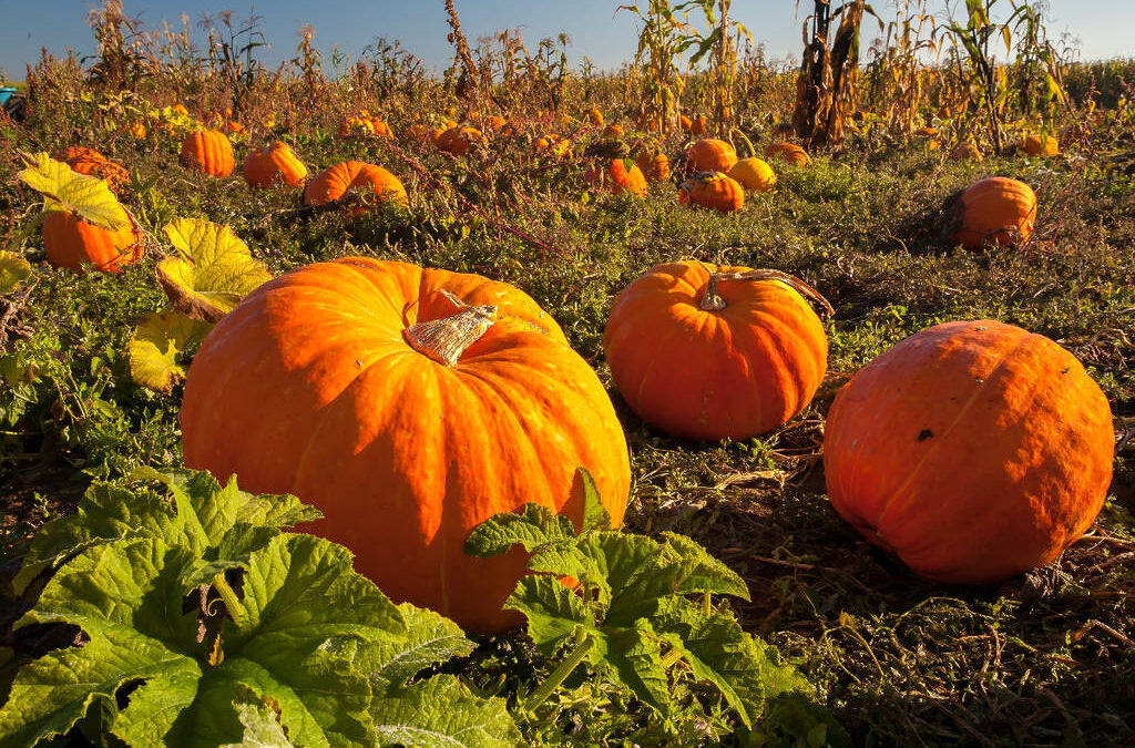Best Fall Festivals Around Houston