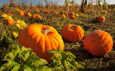 Best Fall Festivals Around Houston