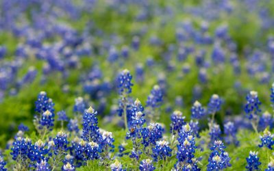 Bluebonnet Trails in Texas